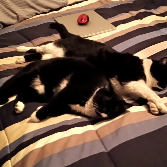 Postage Or Black and White Cat Duo - Picture 1 of 1